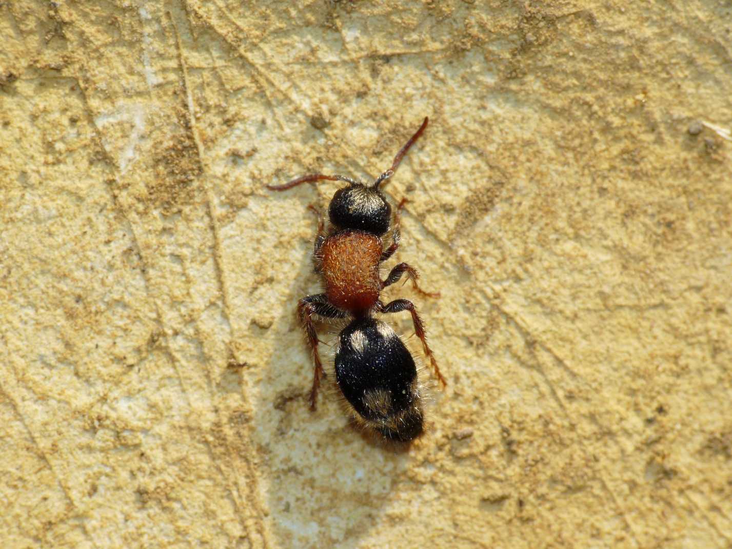 Ronisia ghilianii